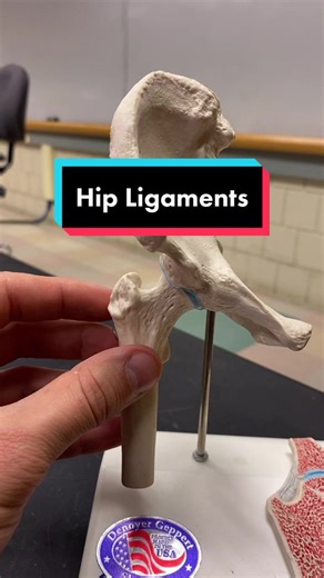 Understanding the Hip Joint Anatomy and Function