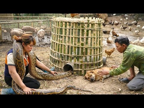 72 Hours of Terror : Father and Daughter Set Python Traps, and a Giant Python Gets Caught