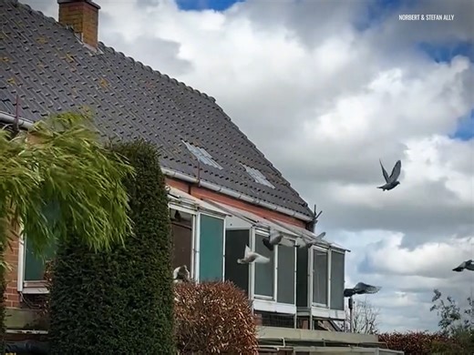 Norbert & Stefan Ally, the duo that has been doing well on the national long distance classics for many years. After Norbert & Stefan Ally held an extremely successful auction of all their pigeons from 2018 and older at the beginning of 2021, they were dependent on pigeons from 2019 and 2020 this past season. As usual, only the cocks were raced on classic widowhood. Featuring Schumi Junior and Angouleme Vooruit. CTTO: Video clips from PIPA/HERBOTS #keepingthepigeonsportalive | Pigeon Kuif