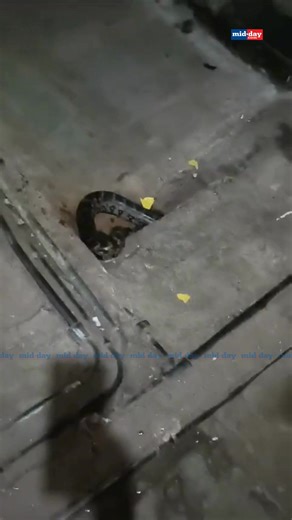 4.1K views | An Indian Rock Python was discovered in a drainage system at a chawl in Santosh Nagar, Goregaon East. Raj Jadhav, a wildlife enthusiast and snake rescuer from the NGO WWA, promptly arrived at the scene, ensuring the reptile was safely rescued and later released into its natural habitat. By: Raj Jadhav #python #mumbai #goregaon #wildlife #nature #mumbainews | MiD DAY | Facebook