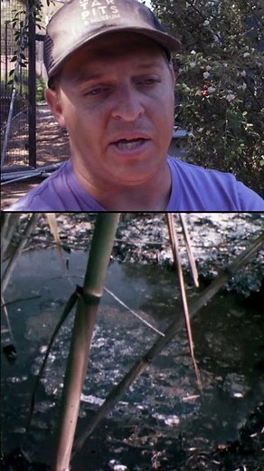 Dire Wolf v Tar Pit: Nature's Sticky Trap #shorts #science #losangeles #museum #iceage #direwolf
