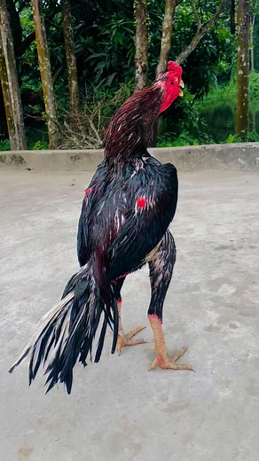 202K views · 5.5K reactions | Java Aseel on Reels | Facebook