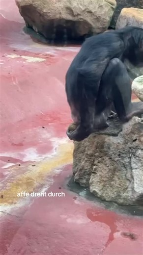 Apple User Explores Tech Innovations in Germany