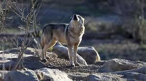 Howling of a grey wolf during the winter