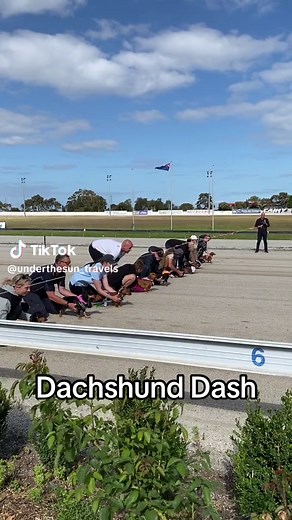 Dachshund Dash - Funny Dog Racing in Geelong