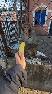 🐒🤣 | WenD Review