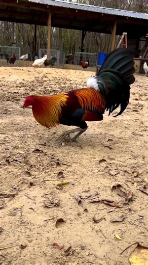 James gamefowl (@james.gamefowl)’s videos with original sound - James gamefowl