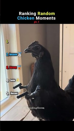 Ranking The WILDEST Chicken Moments #ranking #shorts #funny