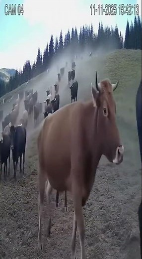 100 Cows Stampede Down Hill!