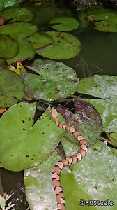 199K views · 2.3K reactions | Meet, Neptune! The baby, Broad-banded Copperhead that loves frogs so much, it's learned to hunt on lilypads! I've personally never seen this behavior before! Follow for future updates. #snake #nature #venomous #interesting #pondlife #copperhead #cool | The Copperhead Den | Facebook