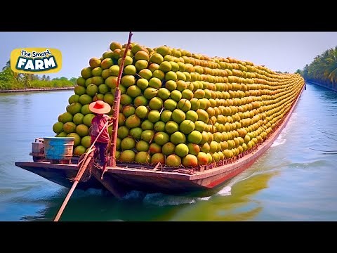 How Coconut Oil is Made: Coconut Harvesting And Processing For Oil, Sugar And Water