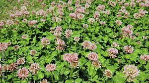 White clover (Trifolium repens) is a nutritious spring forage crop, widely used in pastures for grazing due to its high protein content and soil-enriching properties.