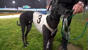 A day in the office for the McKenna champ! Follow along post-race with David Geall & Stout Monelli 😄 Results | sandogs.co/070722 | Sandown Greyhounds