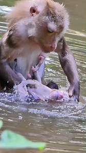 A Sad Sight: The Heartwrenching Drowning of a Baby Monkey in its Final Moments 💖🌿 #baby #NewsUpdate #monkey #Very #reels #Leo #newborn #cute #milkyway #crying | Monkey history 2024