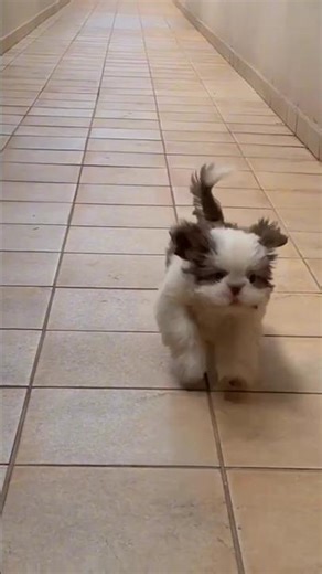 Shih Tzu, Pequeno no tamanho, Gigante na energia! 🐕🐶😂