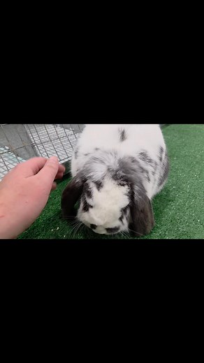 2K views · 18 reactions | Below is a link to the Mini lop @uction...