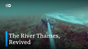 1.1K views · 44 reactions | Once declared "biologically dead," the River Thames is making a comeback. Researchers and volunteers give it a yearly checkup to see the progress. | DW Environment | Facebook