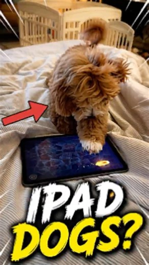 iPad Kids? No, these are officially IPAD DOGS! #pawventure #shorts
