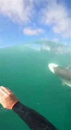 Shark Bites Surfer’s Board on Camera — Real Uncut Panic #shark