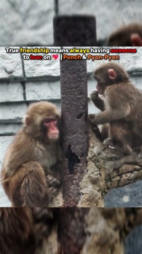 Punch the Monkey and Pyon Pyon: The Sweetest Friendship 🐒❤️