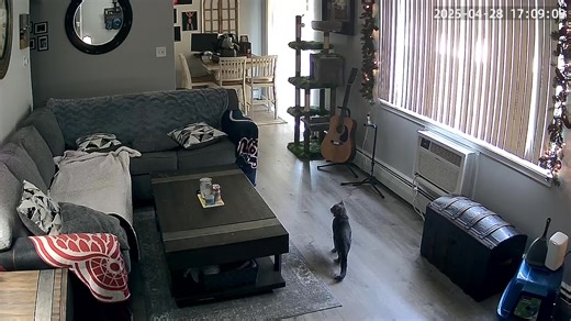 Watch K7 Security Camera 2-Pack&colon; A Reliable Pet Camera Solution on Amazon Live