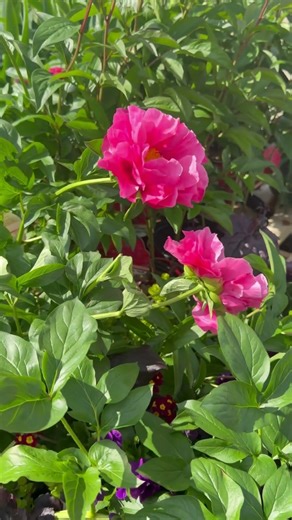 Spring just dropped its colors…it’s magical 🌸✨#trending #spring #colors #beautiful #shorts #viral