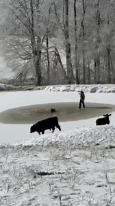 THANK GOODNESS!!! Take a look at this amazing video of a farmer rescuing his bull from a frozen pond in Red Boiling Springs, Tennessee!!! Thank you to Barnett Cattle Company and Dylan Butler for sending us this amazing video and allowing me to share! | Meteorologist Alex Libby