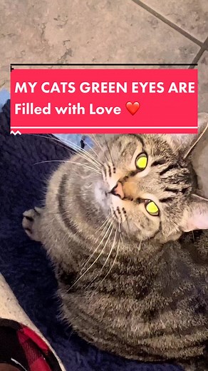 Magical Green Eye Cats: Filled with Love