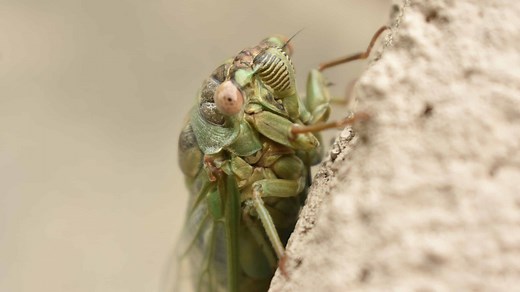 The 5 Largest Cicadas in the World
