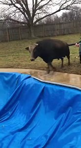 12K views · 65 reactions | That’s the moment you realize you can’t get out. #StuckMoment #OhNo #ImpendingDoom #Nope #RealLife #Chaos #farmfail | Nikki Skyes | Facebook