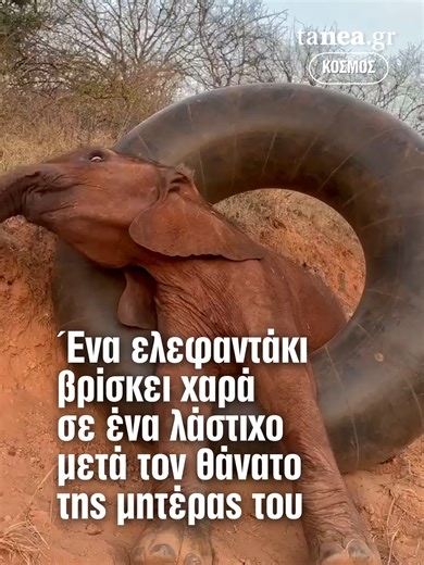 🐘 Η Kaikai, ένα ορφανό ελεφαντάκι 9 μηνών από την Κένυα, βρέθηκε μόνη μετά τον θάνατο της μητέρας της και μεταφέρθηκε σε καταφύγιο. Παρά το δύσκολο ξεκίνημά της, η Kaikai δείχνει χαρά και υγεία, παίζοντας με το αγαπημένο της λάστιχο, κυλώντας το και χρησιμοποιώντας το ως μαξιλάρι – μια ακόμη ιστορία ανθεκτικότητας που θυμίζει τις κλασικές ιστορίες ορφανών όπως του Punch. 💛 #animals #pets #adorable #cuteness #africa #elephants #orphan #tanea