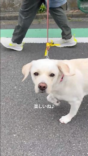 ＼盲導犬のお父さん・お母さんとおさんぽに行こう！🐾／