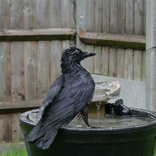 #birds #Crow #Birdbath