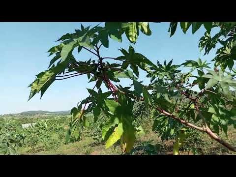 Why the drive for castor farming and benefits ?