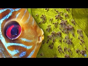 Discus Love – tribute to all Discuslovers