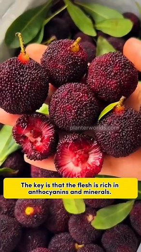 🌿 Plant Himalayan Bayberry Seeds Now! 🌟 Enjoy table tennis-sized, nutrient-rich fruits bursting with flavor. 🌟 Simple to plant — just sow, water, and watch them grow! 🌟 Fresh, homegrown bayberries every year for your table. ❄️ Perfect for Winter Planting — cold-tolerant and hardy, these seeds sprout best in cool conditions, preparing strong roots for spring growth. 🌱 Get your seeds today and start your journey to homegrown abundance — even in winter! | Planter World Garden