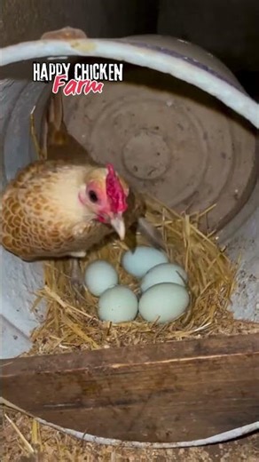 The Most Beautiful Chicken Breed in the World 😍🐔 #chicken