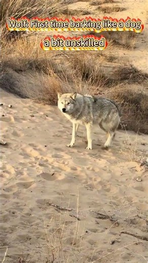 Wolf: First time barking like a dog a bit unskilled #animals #animal