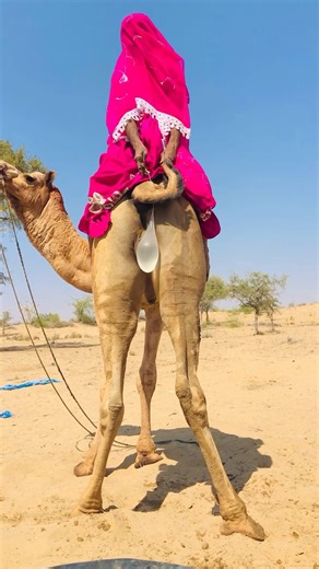 “When the Bride Rides a Camel – Unexpected Fun!” #shorts