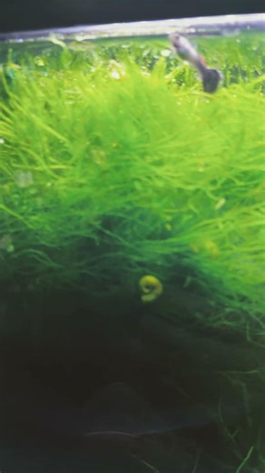 Java Moss taking over the SWAMP tank