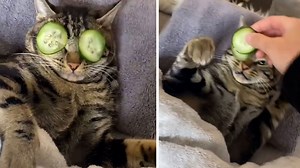 Freche Katze lässt sich von ihrer Wellness-Behandlung nicht abbringen