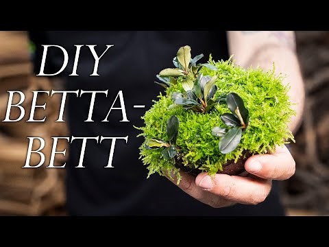 Make your own Betta bed for your filter - DIY Betta bed | Aquado-Zoo Dortmund