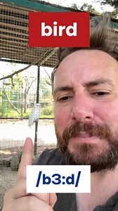 Learn how to pronounce ‘beard’ and ‘bird’ in a modern British RP accent. 🇬🇧 #britishenglish #modernrp #britishpronunciation #pronunciation #pronunciationtips #esl | English Right Now