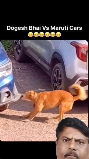 #cars #crash#animals #doge #viral #video