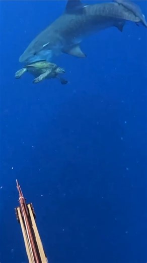 Tiger Shark Chooses Human, Shark Rams Kayak & More #shark #sharks