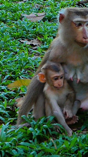 Baby Lynx Crying All Morning for Food Falling | Alien TV