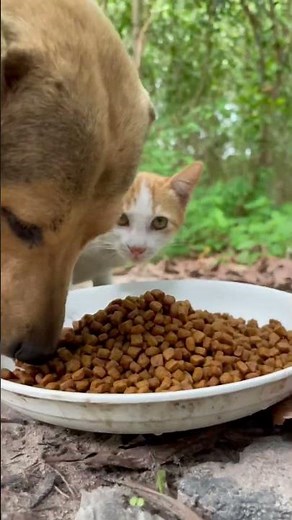 How Much Food Should My Dogs Eat Per Day?