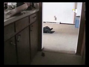 The Funniest video in the world the winner of 10000 dollar $ in AFV America's funniest home video