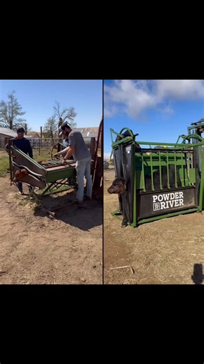 Alli Fender @ Flying F Ranch on Instagram: "Old table meets new table 👊🐮 We’ve run Powder River equipment for years, and this calf table proves why—built tough enough to outlast generations. 💪 One’s seen its fair share of calves, the other is just getting started… but both stand solid. That’s the kind of durability you can count on. #PowderRiver #RanchLife #BuiltToLast #GenerationsOfCattlemen #PowderRiverLivestock #Ranching #RanchLife #Ranch #RanchRaised #Cattle #CattleRanch"
