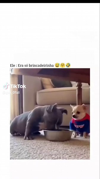 Cachorro Rottweiler Brincando no Frio de 40 Graus